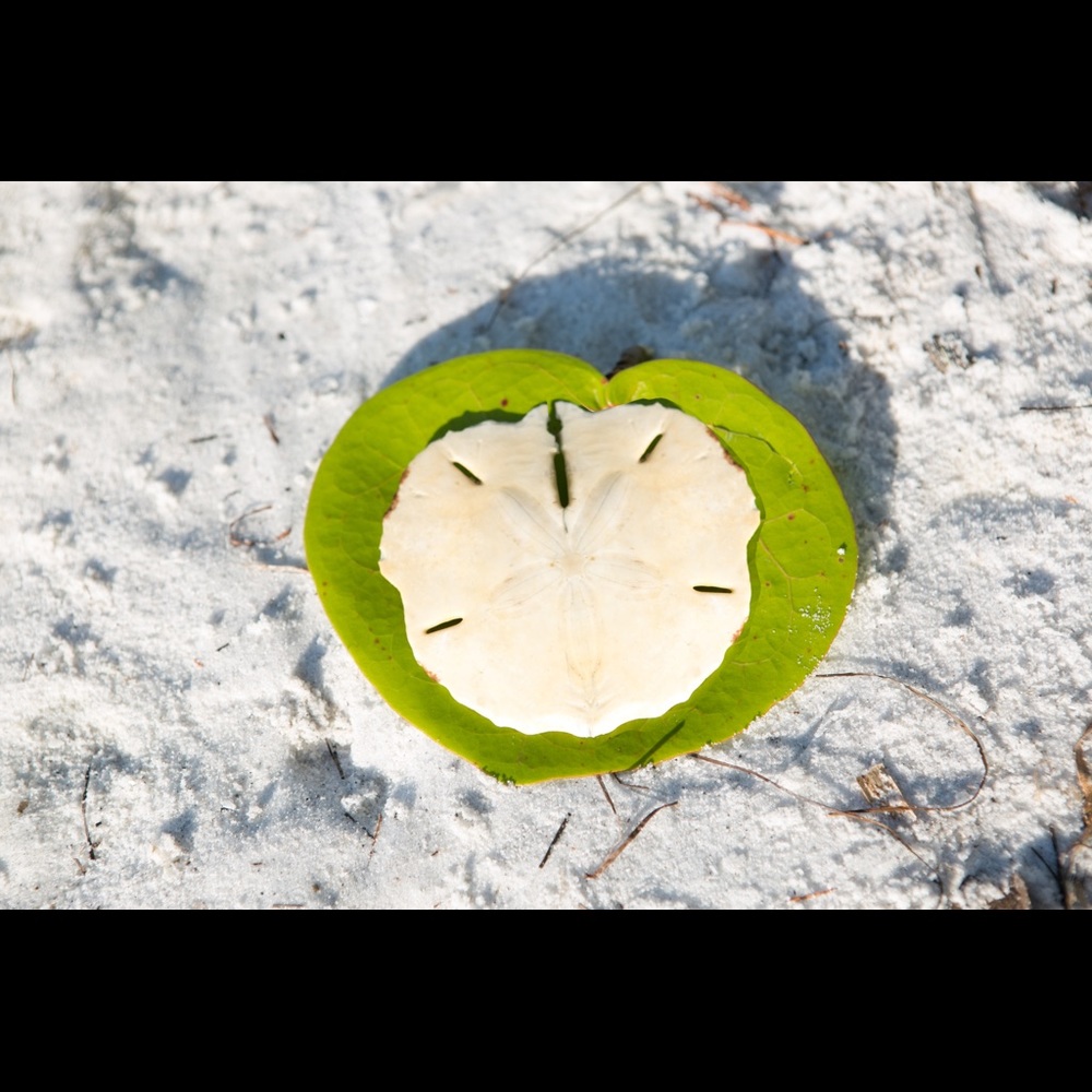 Meet your Posher, Shelly